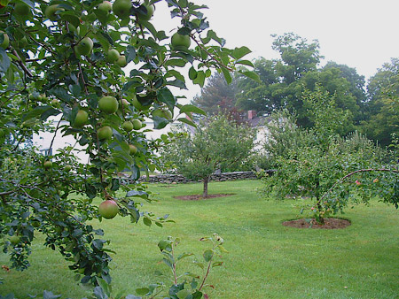 Fruit Trees Stonewall Apple