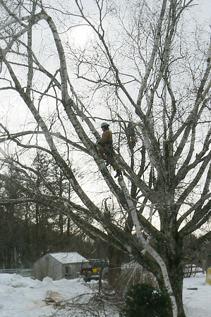 Arborist Branch Prune Tree Birch