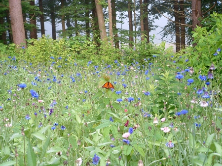 Butterfly Flower Wildflower Meadow Design