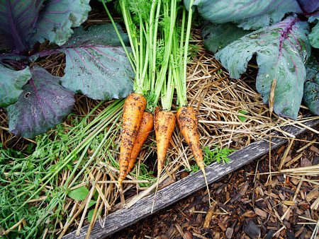 Carrots Organic Garden Vegetable Bed