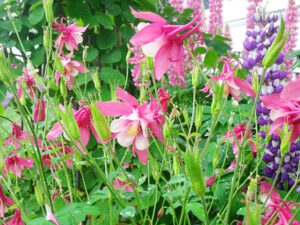 Columbine Lupine Native plants Garden