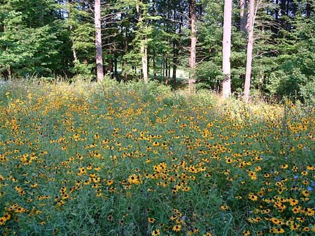Flowers Meadow Native Organic Landscape