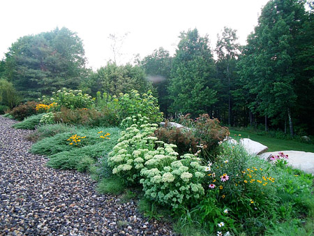 This is the backyard garden that was designed to be low in height. This was done to avoid blocking the vista of the wood and wetlands below. Some of the plants used in this garden were: rug junipers, hydrangea, spirea, coneflower, sedum, black eye susan and daisies. Again this garden is hot, dry and well drained so plant selection is crucial so they can survive and prosper through the heat of the summer without supplemental water.