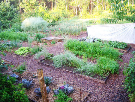 Garden Vegetable Bed Raised Organic
