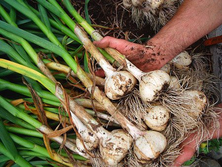 Garlic Bulb Soil Organic Garden