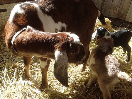 Goat Babies Barn Straw