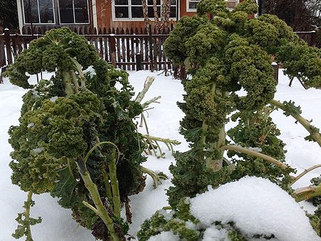 Kale Snow Cold Garden