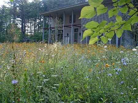 Landscape Design Meadow Flower tall Grass