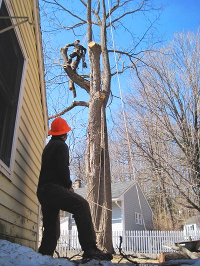 Lowering Tree Trunk Cutting House