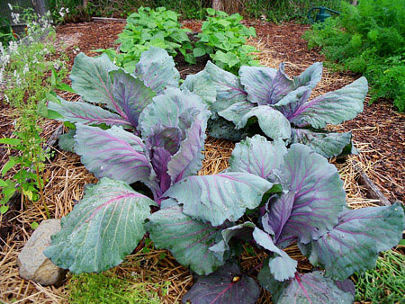Organic Cabbage Vegetable Beans Bed