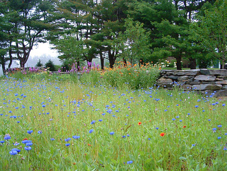 Perenial Garden Landscape Stone Wall Meadow