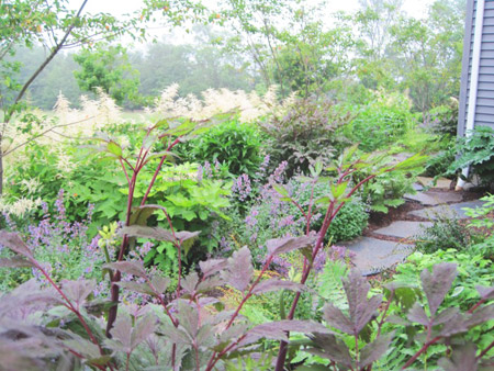 The burgundy foliage of the 'Brunette' Snakeroot adds adds color and interest to a shady corner. 