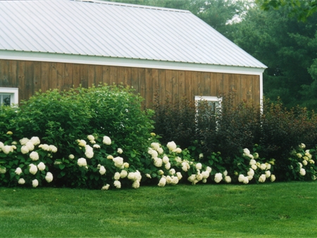 An image of the shrub border installed at the Worthington, MA formal garden site using annabelle hydrangea, red twig dogwood, and ninebark shrubs.