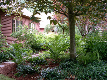Notice how the fern glade and vinca grows into a lush cover, filling out over the mulch beneath the copper beech.