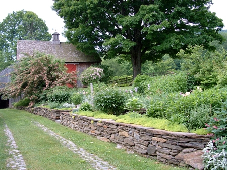 Notice how the mature sugar maple tree works well above the hawthorne, shrubs, and perennial along the stone wall.