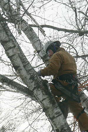 Prune Arborist Tree Organic Tree Damaged