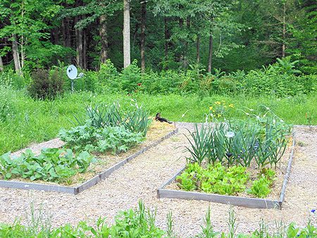 Raised Vegetable Garden Beds Meadow