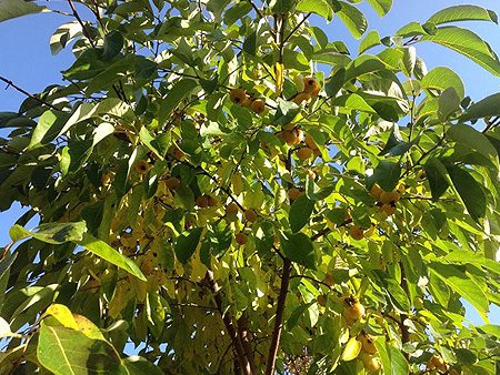 Tree Fruit Sun Leaves