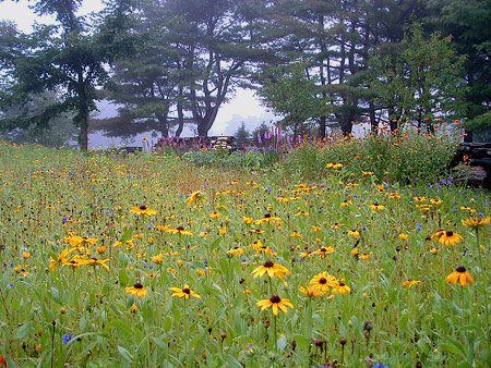 Wildflower Meadow Gardens Stonewall Landscape