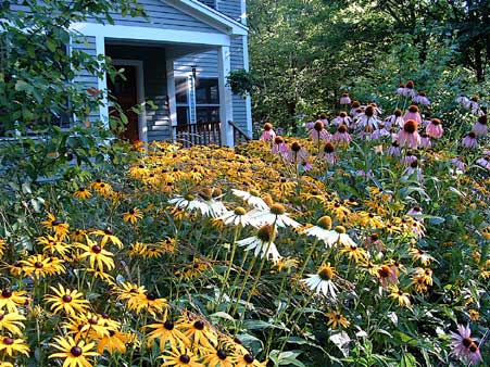 The planted coneflower (the flower of the popular Echinacea) and Black-eyed Susan stretch out towards the front yard’s sun.
