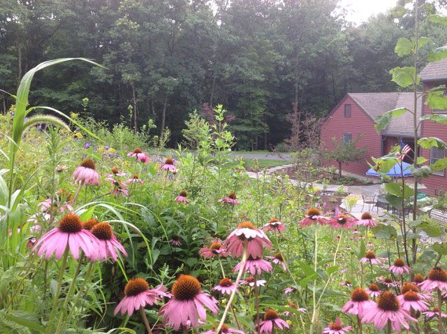 Flowering coneflower & tall grasses flank the house.