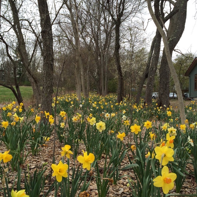 Spring flowering daffodils.
