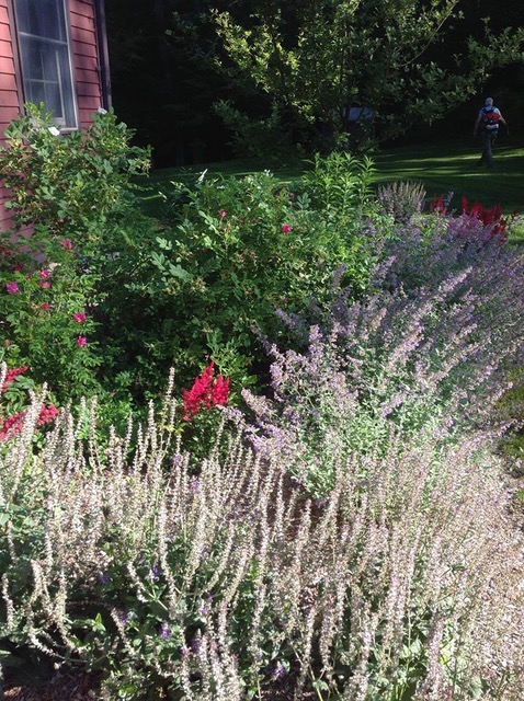 Red roses, astilbe & catmint in flower.