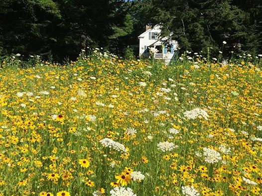 Meadow of flowers with humming bees.