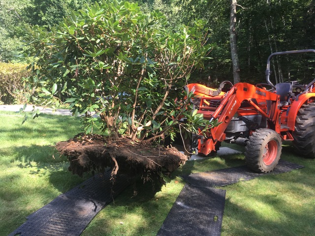 Transplanting a mature rhododendron rootball with a tractor.