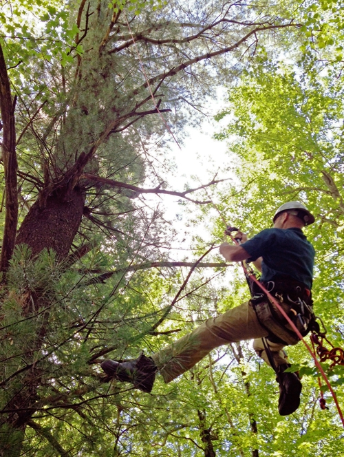 SRT ascending white pine for drone rescue