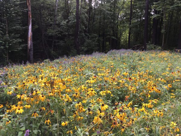 Native wildflower meadow with black-eyed Susans and purple flowers at a woodland edge