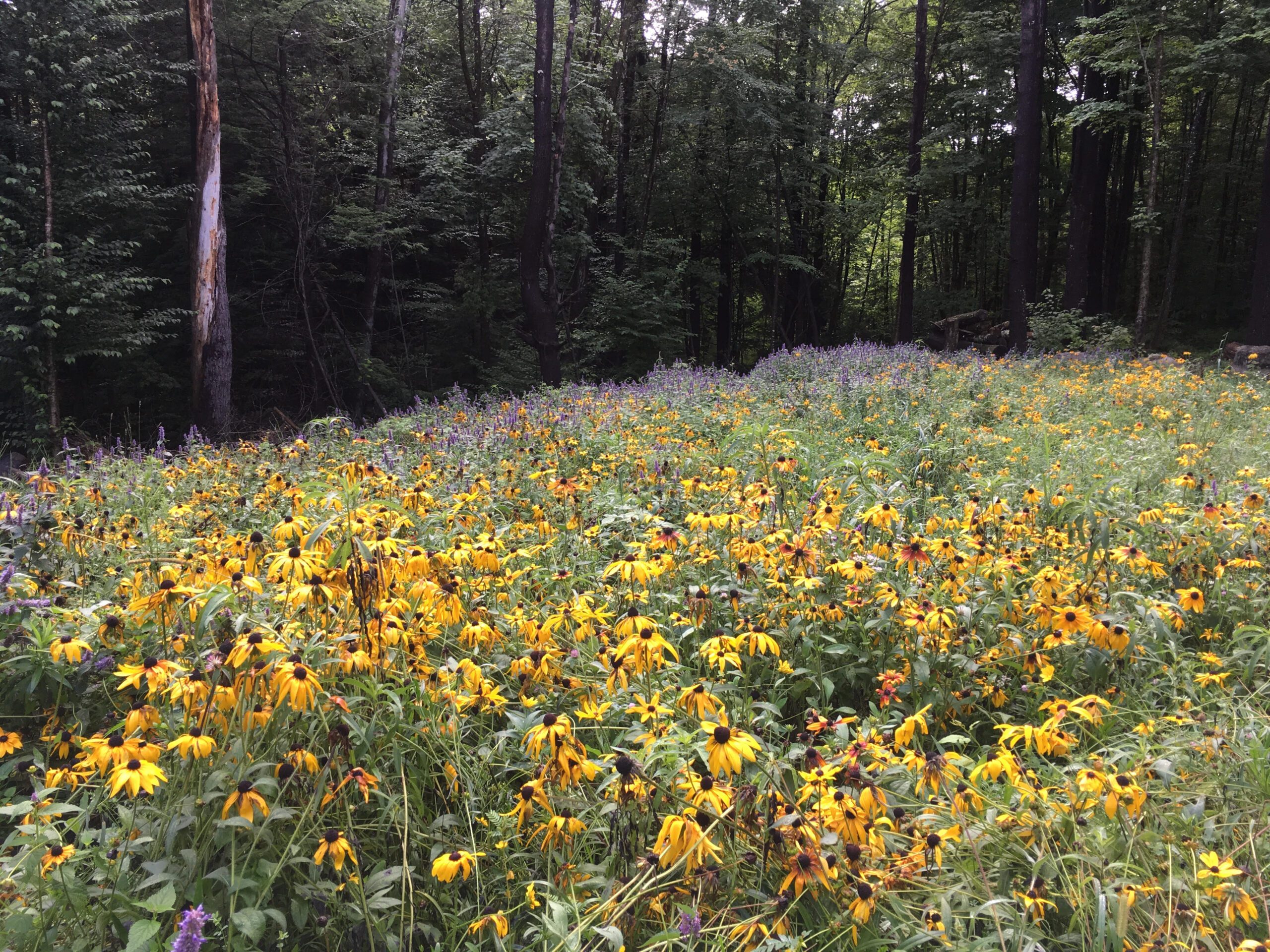 Native wildflower meadow with black-eyed Susans and purple flowers at a woodland edge
