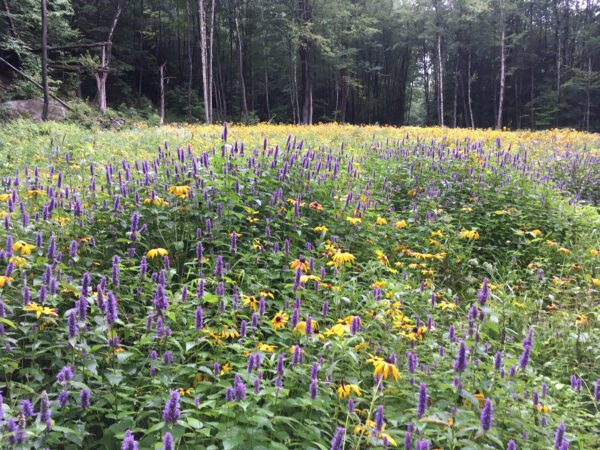 Purple and yellow native wildflowers in a pollinator meadow