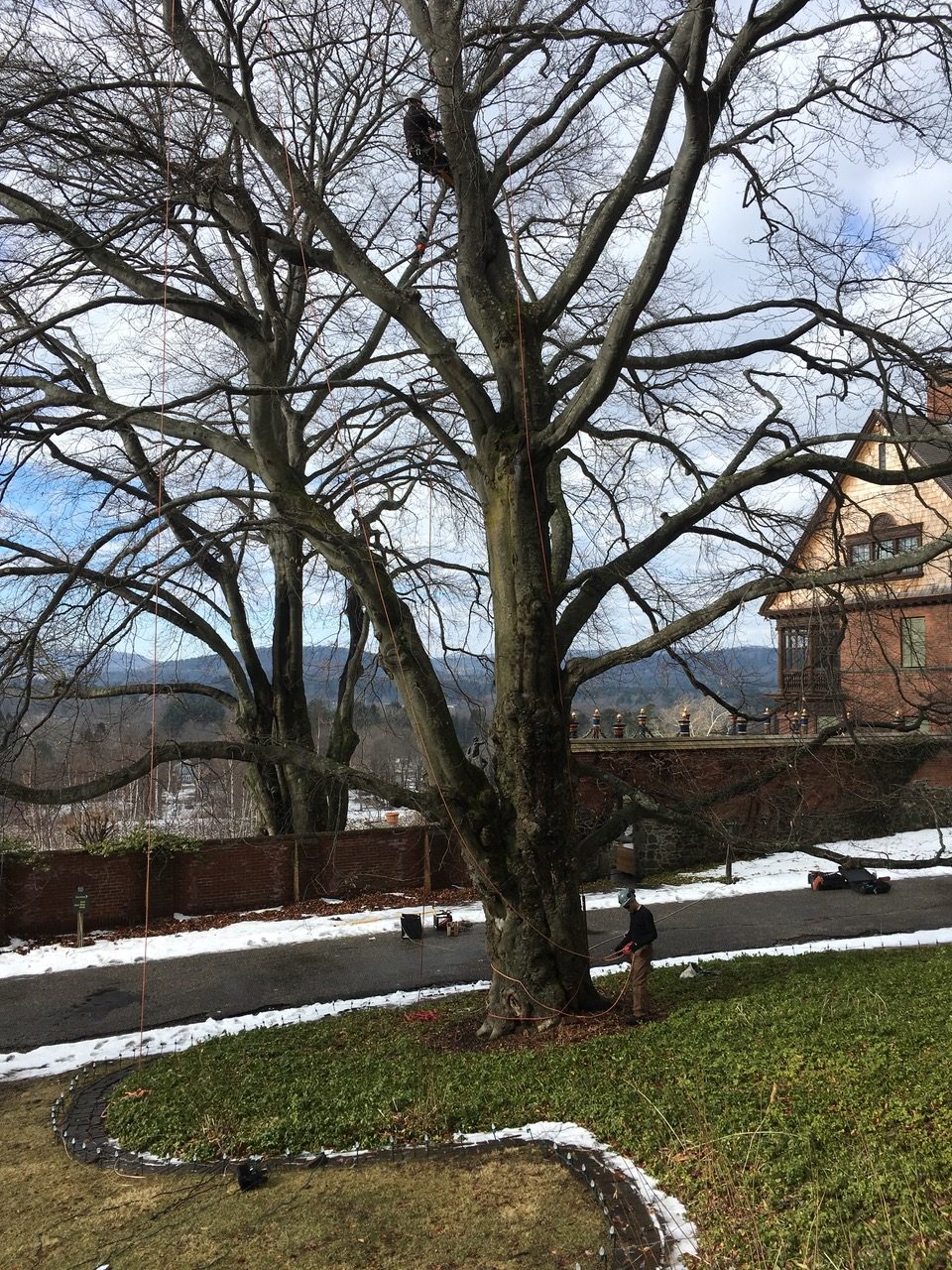 Pete and Jim preparing a mature beech tree for canopy cleaning at Naumkeag
