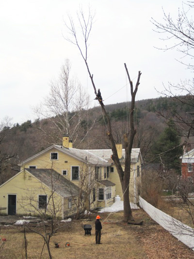 Arborist lowering a tree limb during a Williamsburg MA removal