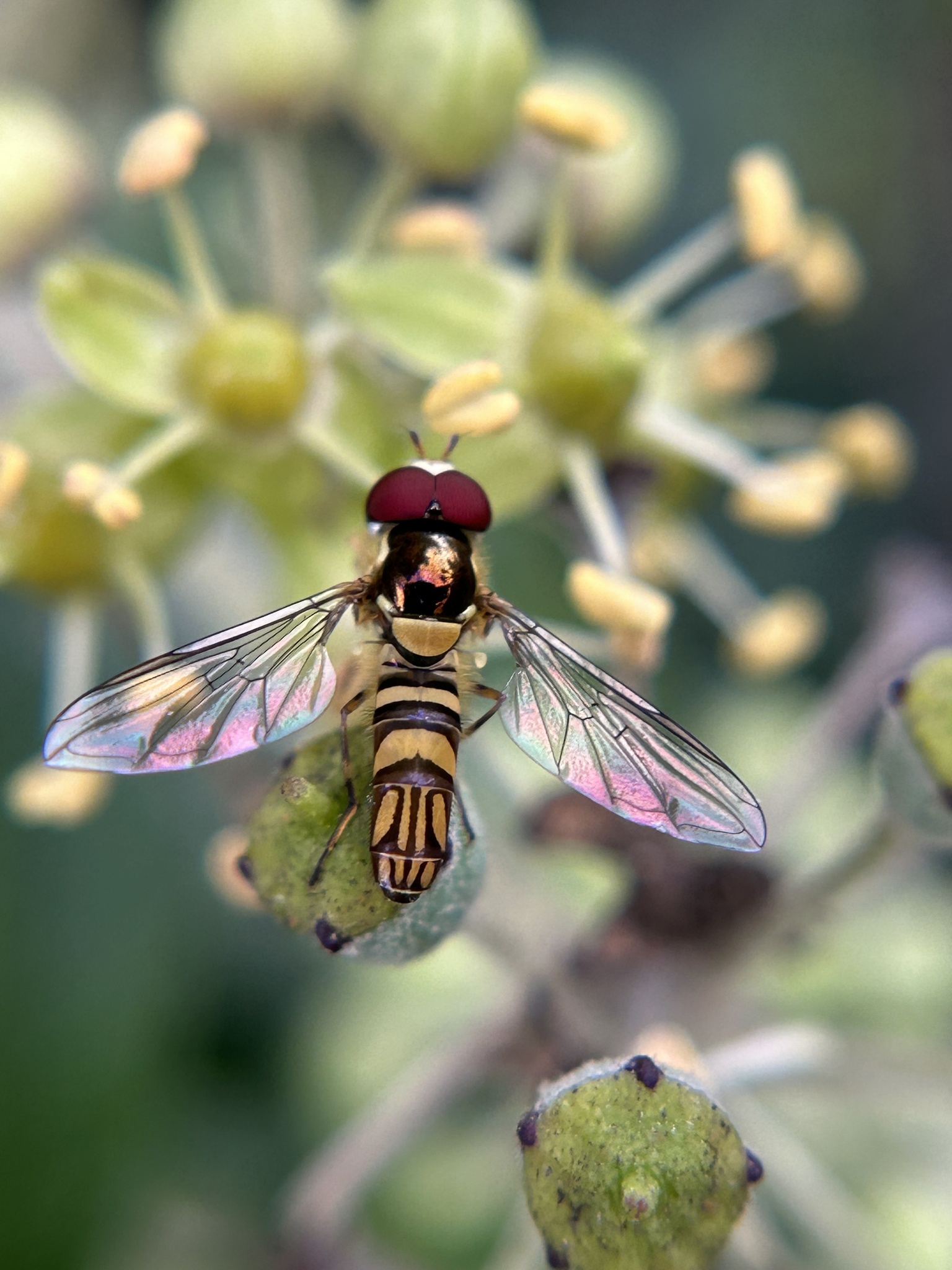 Oblique stripetail hoverfly (Allograpta obliqua) resting on a flowering plant