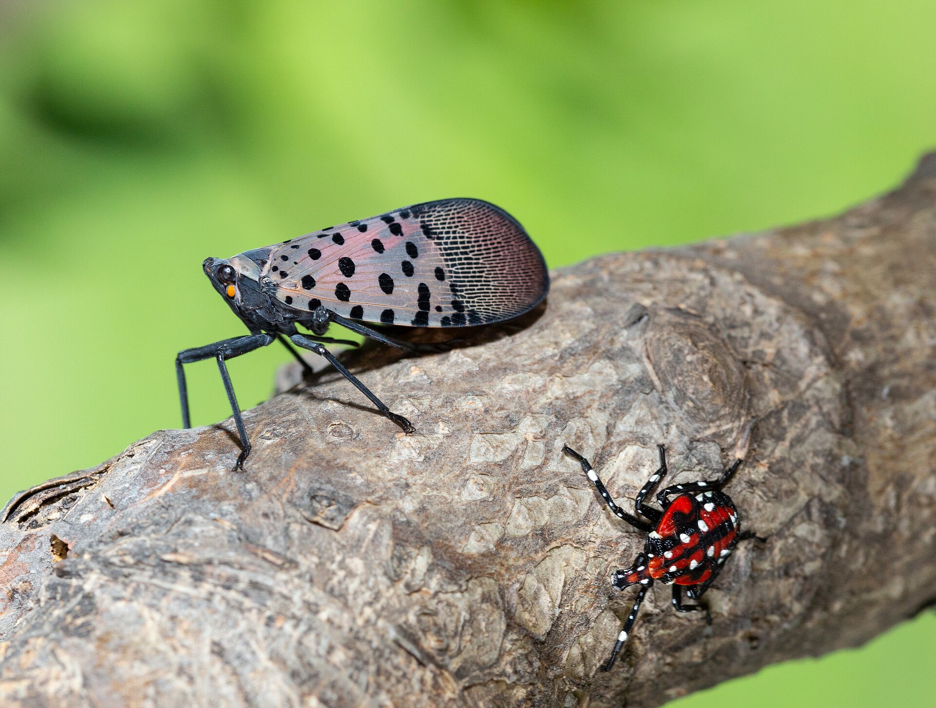 Adult spotted lanternfly and red late-stage nymph on a tree branch