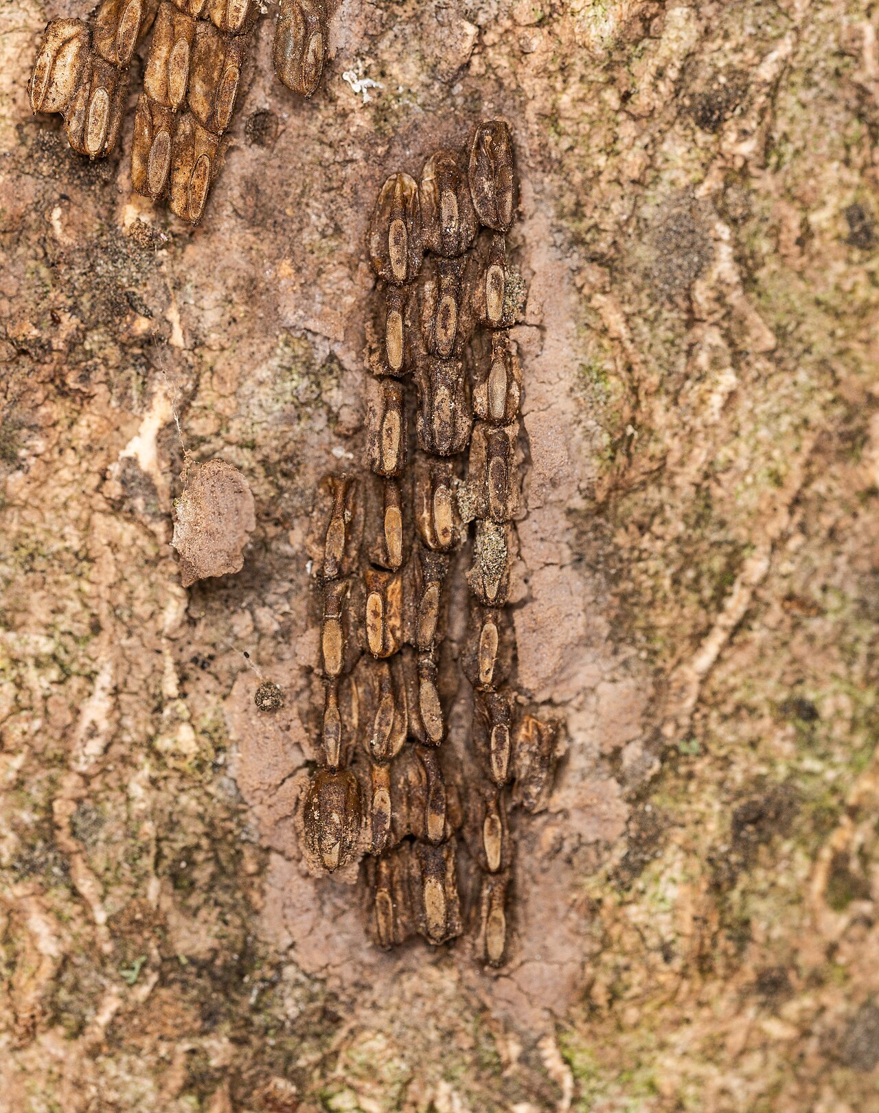 Exposed spotted lanternfly egg mass attached to tree bark