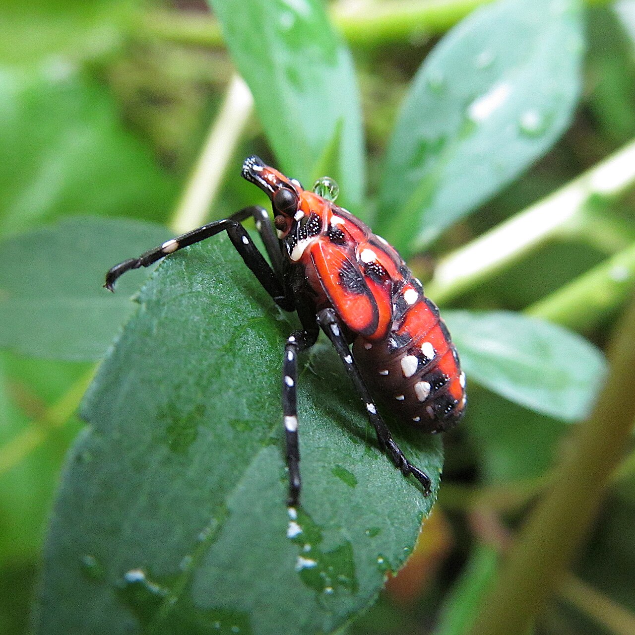 Red, black, and white late-stage spotted lanternfly nymph on a leaf