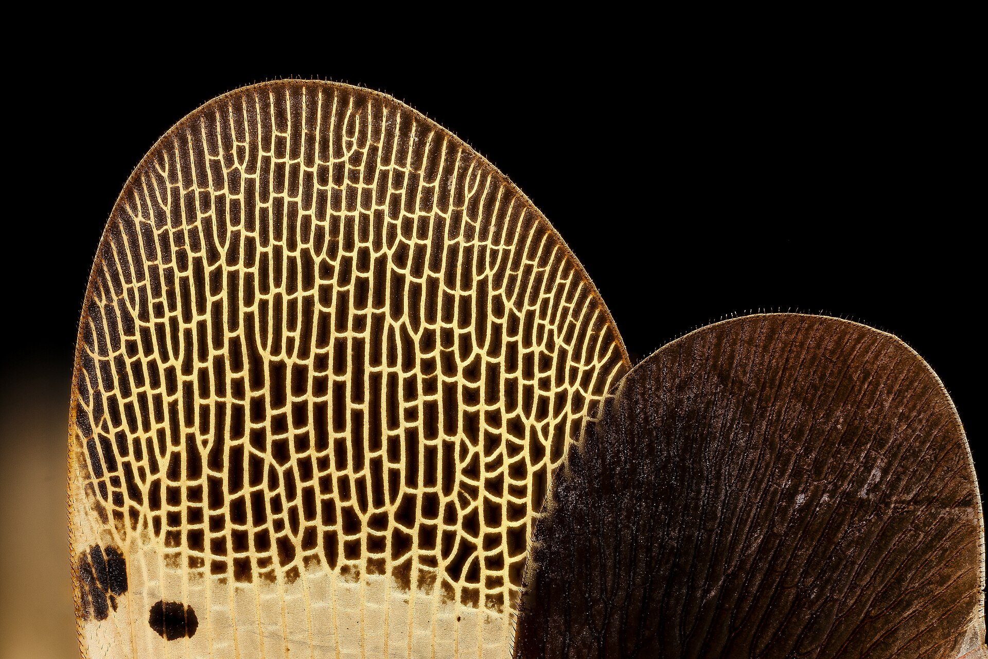 Close view of the spotted lanternfly’s patterned forewing and hindwing