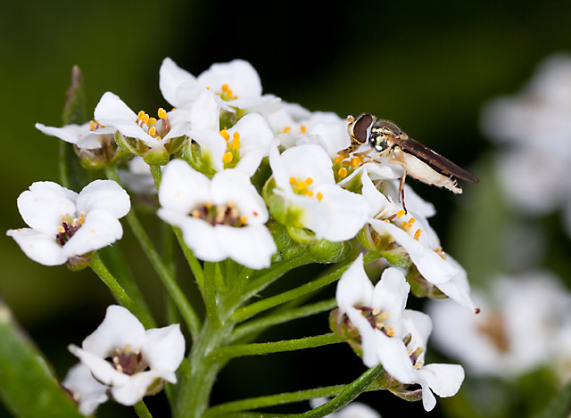 Adult hoverfly feeding on white alyssum flowers